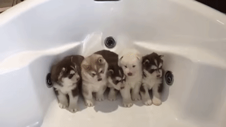 목욕하기 싫어서 욕조 끝까지 몰린 시베리안 허스키 댕댕이.gif | 인스티즈