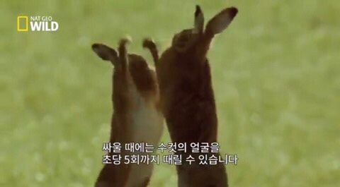 화，안，예 이미지