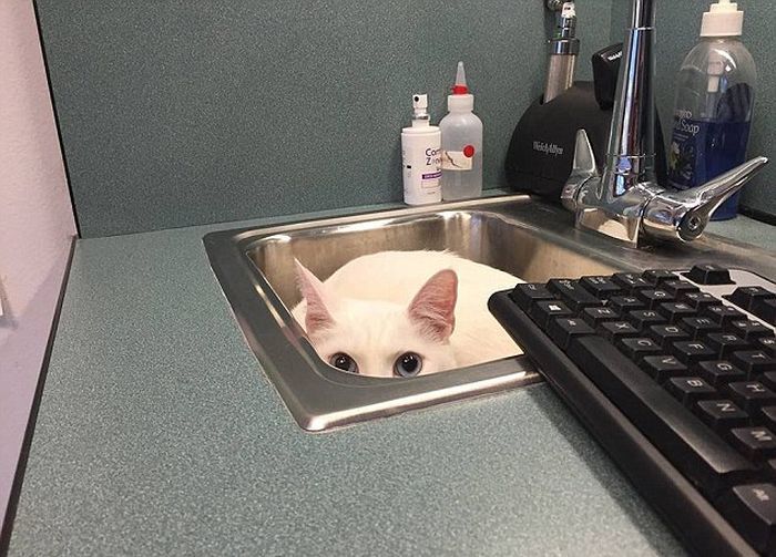 동물병원이 싫은 고양이들.jpg | 인스티즈