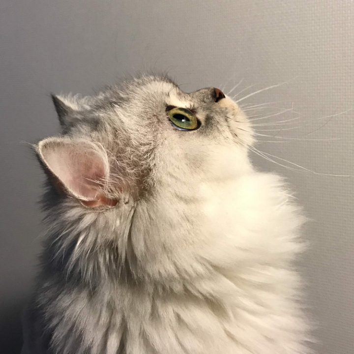 고양이들의 눈동자 | 인스티즈