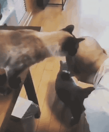 얘는 지 털이나 관리하지...gif | 인스티즈