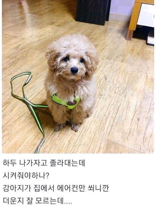 폭염에 나가자한 댕댕이 최후 | 인스티즈