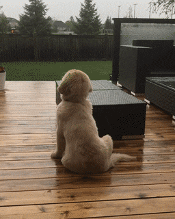 비 오는 날 밖에서 비 구경하는 골든 리트리버 댕댕이.gif | 인스티즈