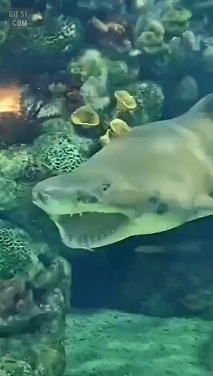 하품하는 상어 | 인스티즈