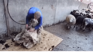 양털깎는과정 | 인스티즈