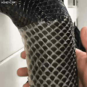 뱀 허물벗는과정 | 인스티즈