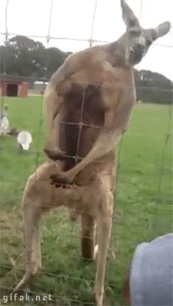 호주의 채식주의자 | 인스티즈