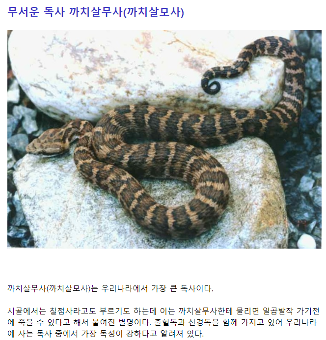 세종시에서 뱀 봤다 (뱀 사진있음) | 인스티즈