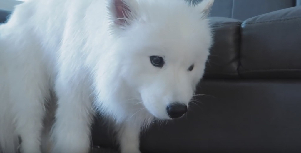 세상 순한 사모예드 댕댕이 목욕 시키기.jpgif | 인스티즈