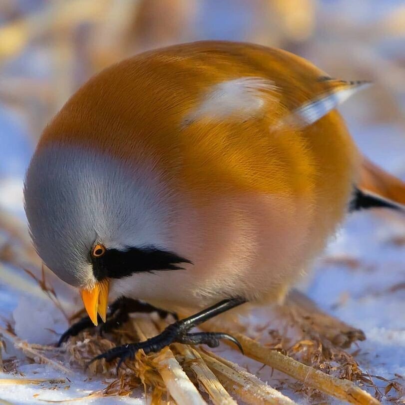 초고도비만 새.jpg | 인스티즈