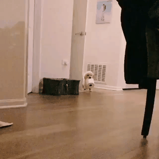 휴지 물고 달려오는 골든 리트리버 댕댕이.gif | 인스티즈