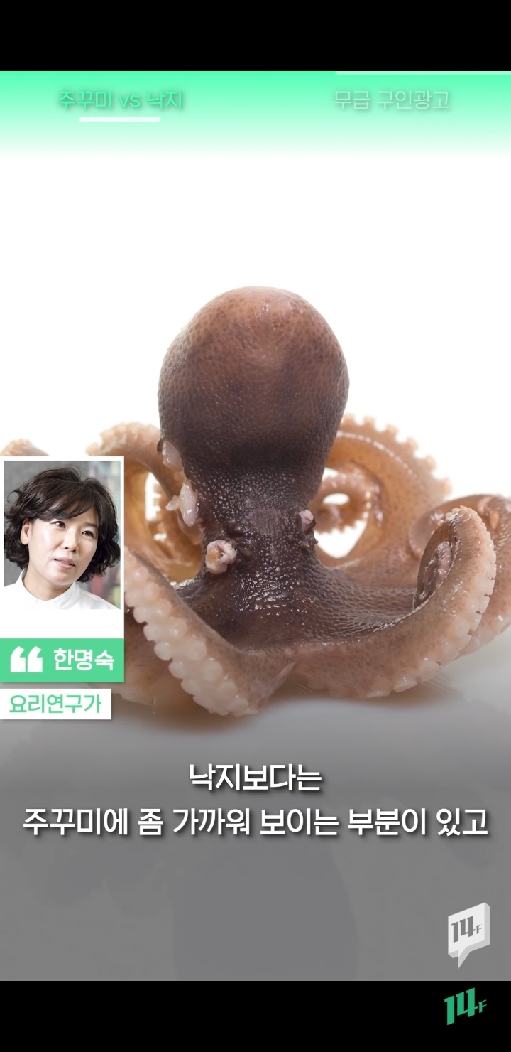 얼마전 낙지냐 쭈꾸미냐 논쟁의 전문가 의견 | 인스티즈