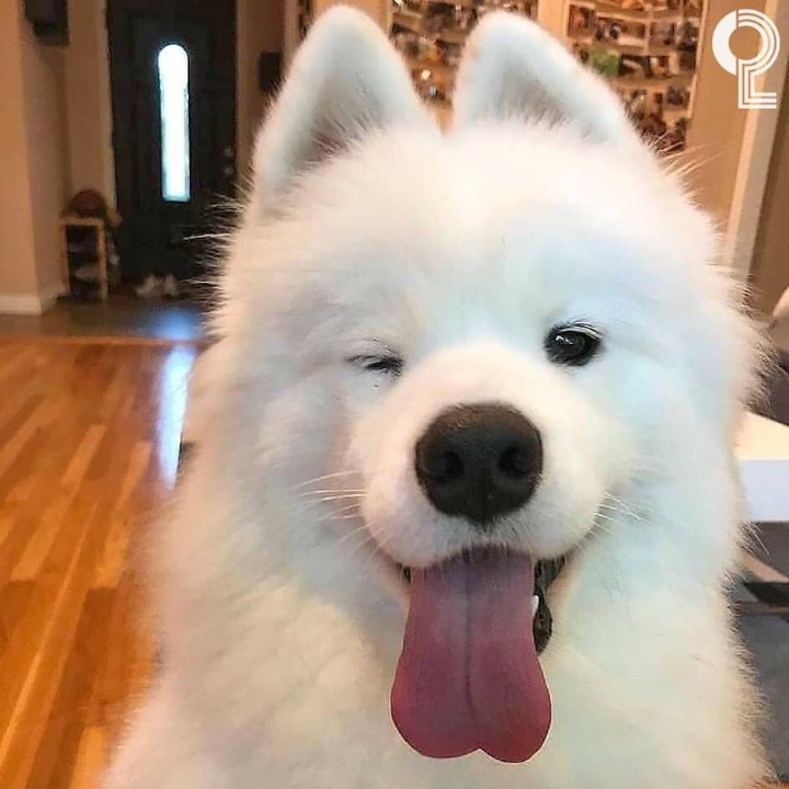 댕댕이들의 윙크 | 인스티즈