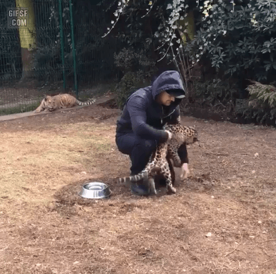 호랑이에게 등을 보이면 | 인스티즈