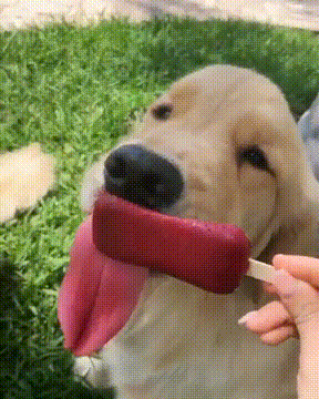 새치기 당해서 화난 골든 리트리버 댕댕이.gif | 인스티즈