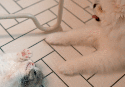 강아지랑 고양이의 위험성 | 인스티즈