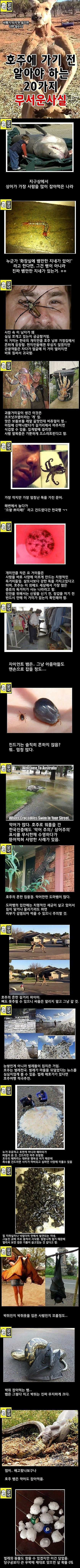 약한자는 살아남을수 없는 호주 | 인스티즈