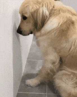 사고치고 눈치보는 골든 리트리버 댕댕이.gif | 인스티즈