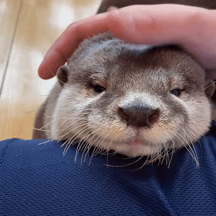 쓰다듬는 걸 좋아하는 수달이들 | 인스티즈