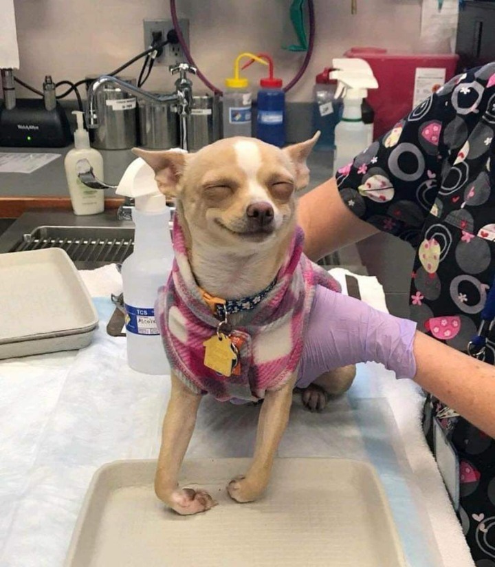 의료용대마를먹은 댕댕이 | 인스티즈