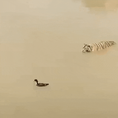 고양이과 동물들의 공통점 | 인스티즈