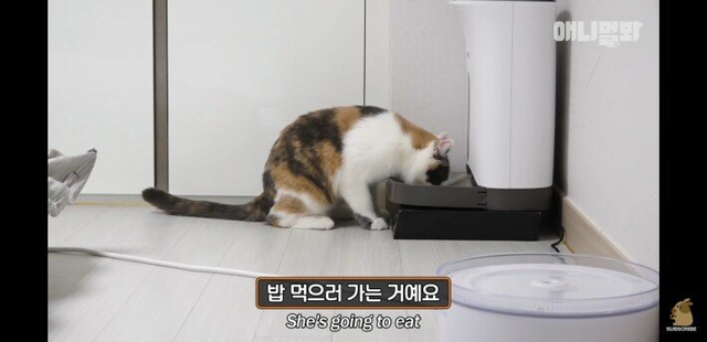 냥이의 급식시간.gif | 인스티즈