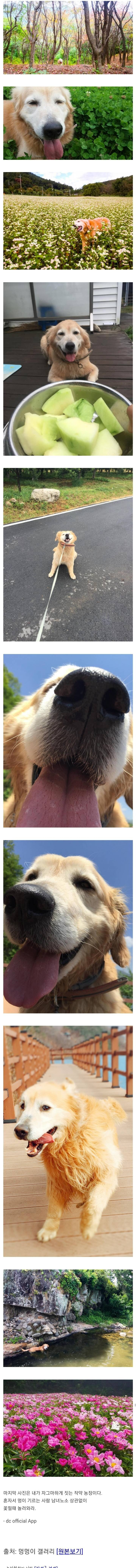 골든 리트리버 댕댕이랑 단 둘이서 귀농한 디시 멍갤러.jpg | 인스티즈