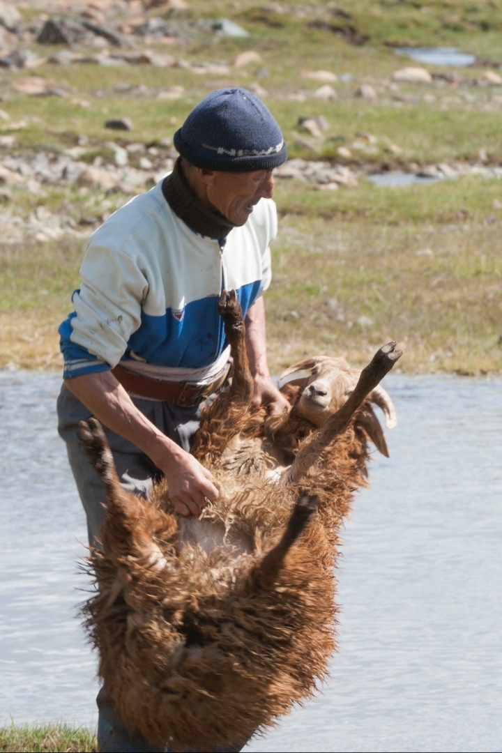 상남자의 양 목욕 시키기 | 인스티즈