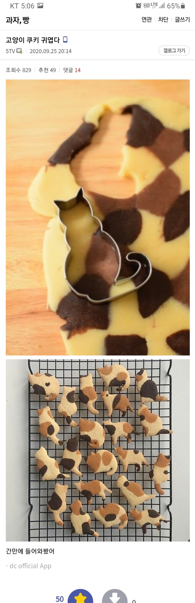 귀여운 고양이 쿠키 | 인스티즈