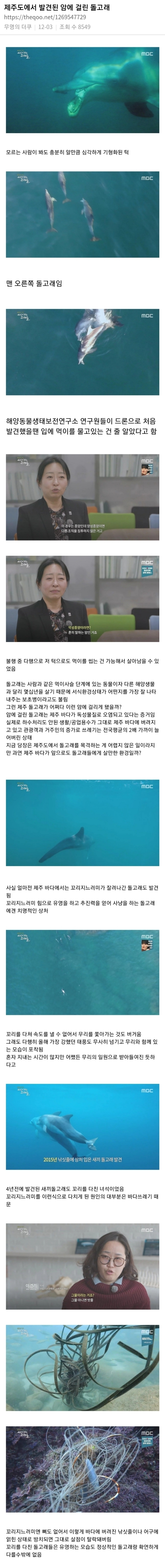 제주도에서 발견된 암에 걸린 돌고래 | 인스티즈