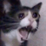 슬픈 고양이 근황 | 인스티즈