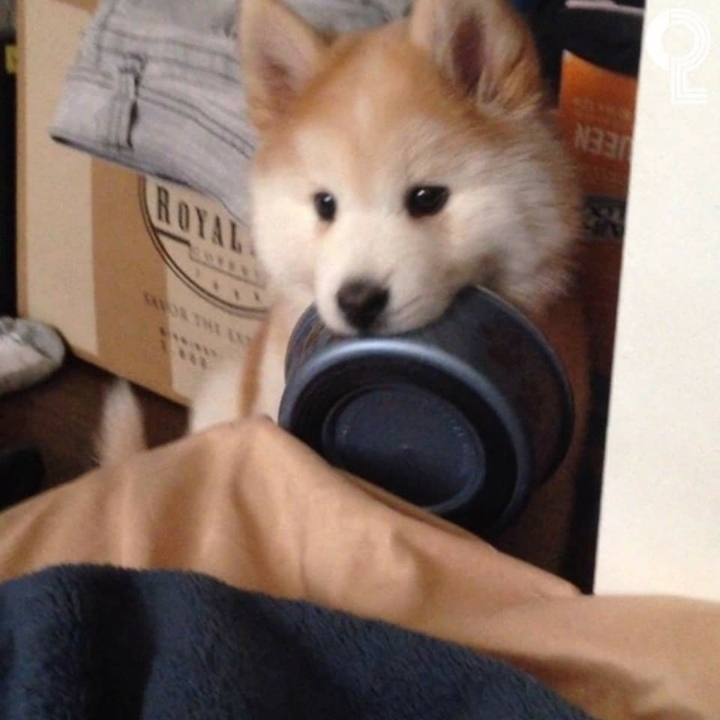 시바예드 | 인스티즈