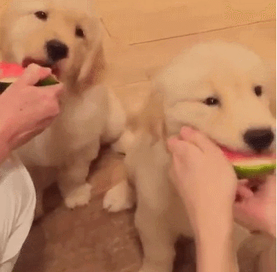 수박먹는 인절미들 | 인스티즈