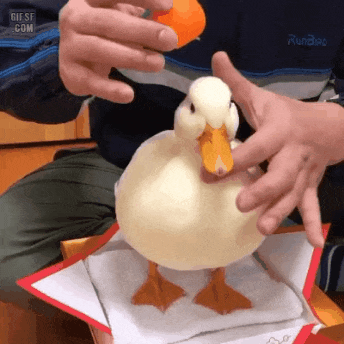 오리 균형감각 레전드 ㄷㄷ | 인스티즈