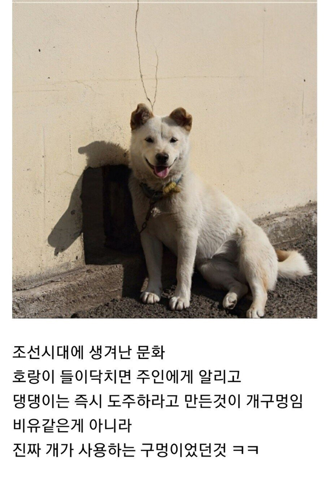 개구멍의 유래(ft.진도) | 인스티즈