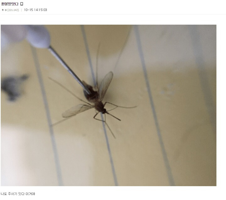 모기 새끼 다양하게 고문하는 모기 갤러리.jpgif | 인스티즈