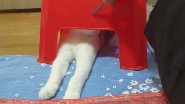 멋대로 들어온 고양이 안나간지 53일차 (짤있음 데이터 조심) | 인스티즈