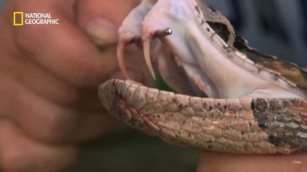 가분 살무사 (뱀주의) | 인스티즈