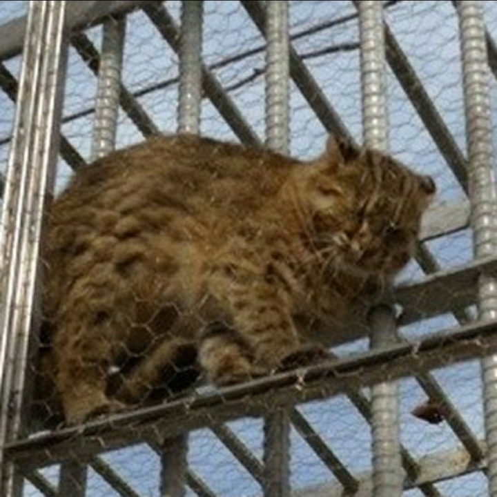 철망 사이에 낀 칡.jpg | 인스티즈