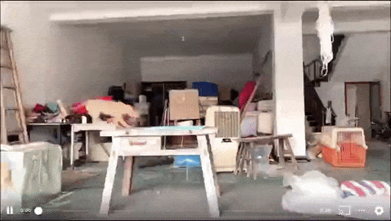 댕댕이 놀이기구.gif | 인스티즈