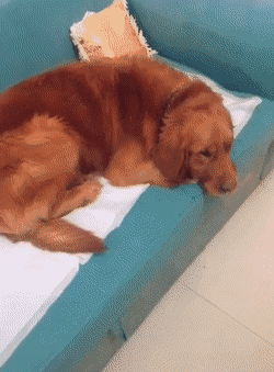 아기 고양이 숨겨주는 리트리버 댕댕이.gif | 인스티즈