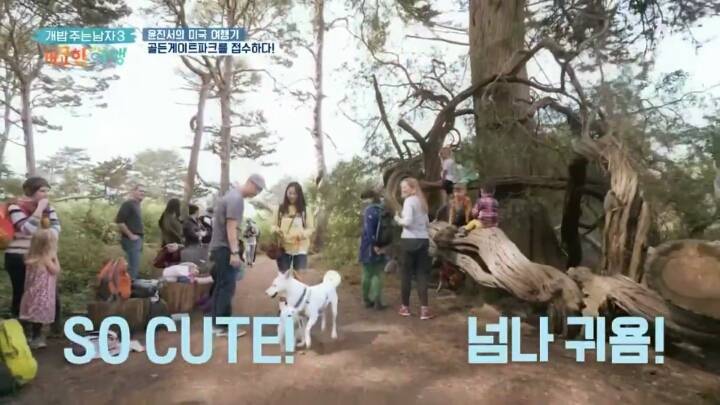 미국에서 인기쩌는 진돗개....jpg | 인스티즈