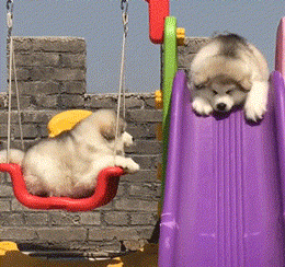 미끄럼틀타는 댕댕이 | 인스티즈