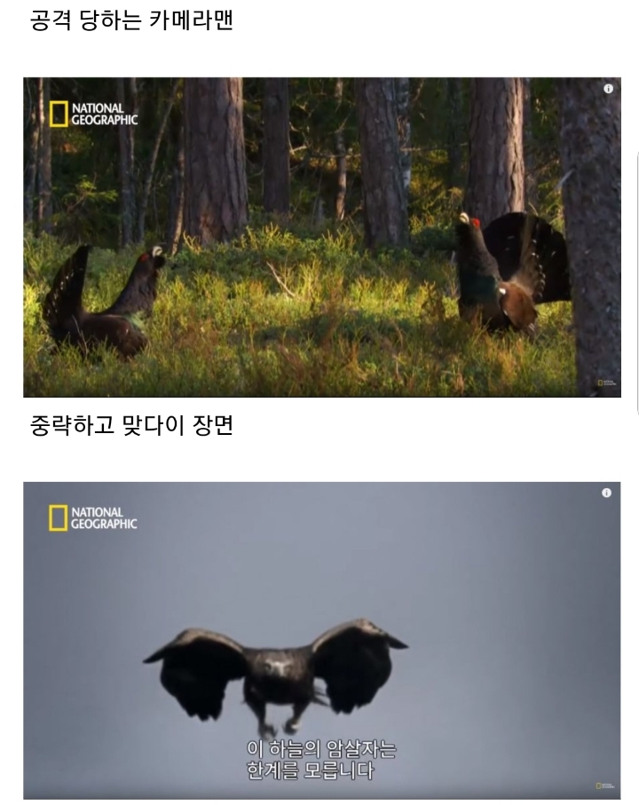 분노조절장애로 목숨 잃는 동물 | 인스티즈