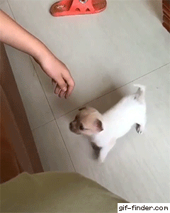 아기 댕댕이의 등산 방법 | 인스티즈