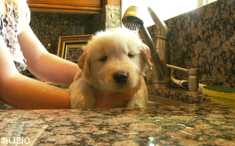 목욕하는 인절미 | 인스티즈