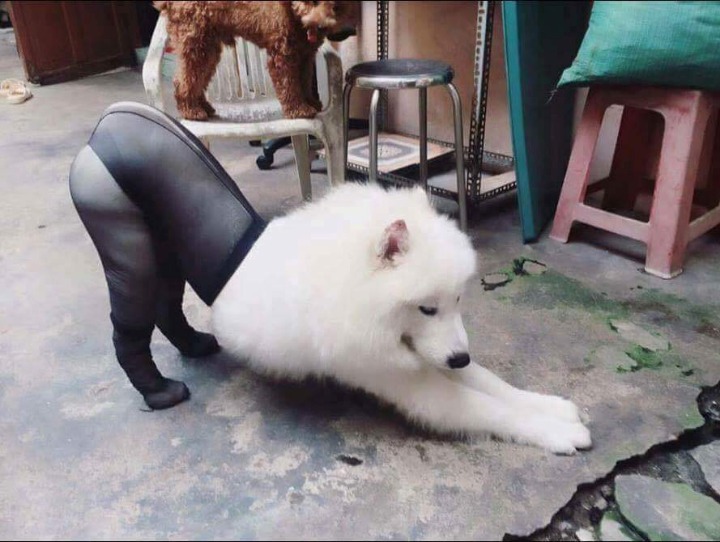 스타킹신은 댕댕이 | 인스티즈