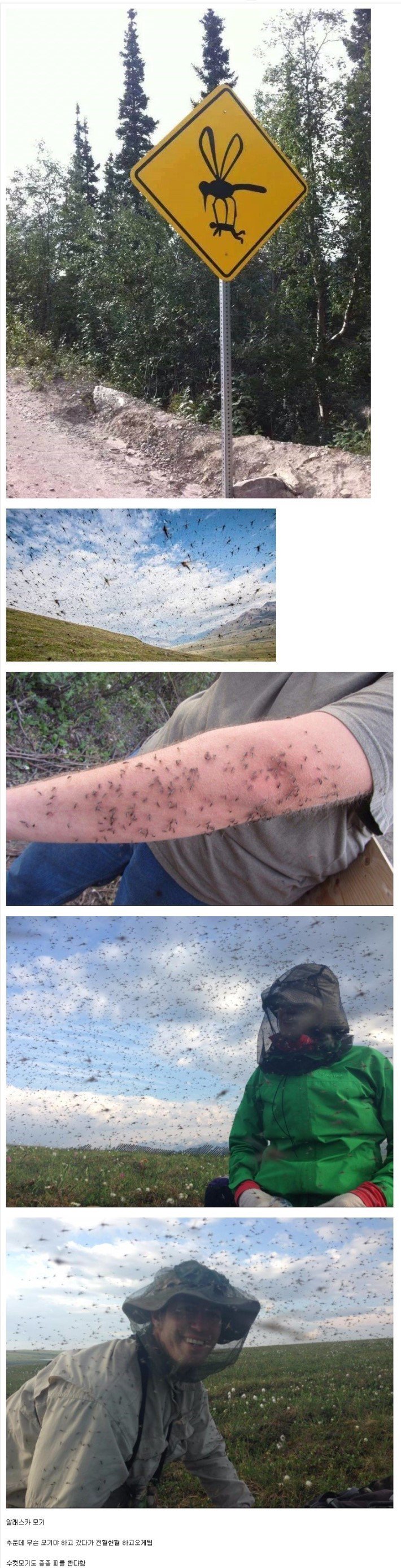 사람들이 잘 모르는 모기 많은 곳 | 인스티즈