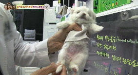 아니.. 음식물 쓰레기통에서 강아지 우는 소리가 나는거에요 | 인스티즈