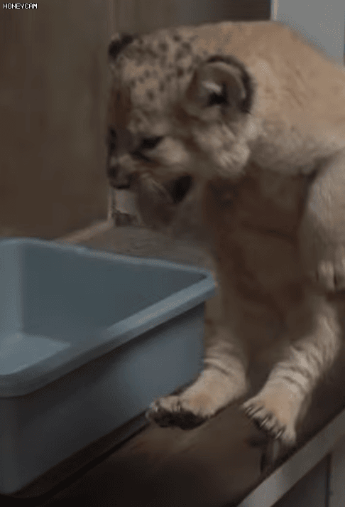 아기사자 | 인스티즈